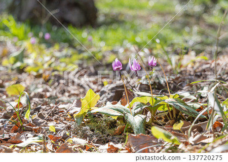 Dogtooth violets blooming at Katakuri Village, Manyo Natural Park, Sano City, Tochigi Prefecture 137720275