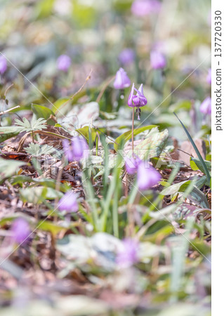 Dogtooth violets blooming at Katakuri Village, Manyo Natural Park, Sano City, Tochigi Prefecture Dogtooth violets blooming at Katakuri Village, Manyo Natural Park, Sano City, Tochigi Prefecture 137720330