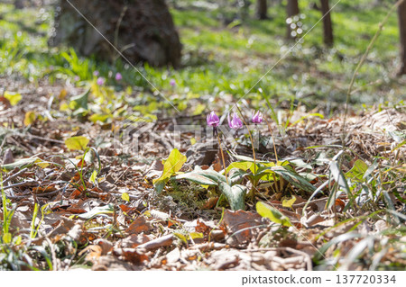 Dogtooth violets blooming at Katakuri Village, Manyo Natural Park, Sano City, Tochigi Prefecture 137720334