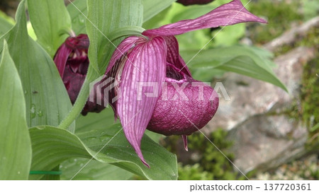 Atsumorisou之花 137720361