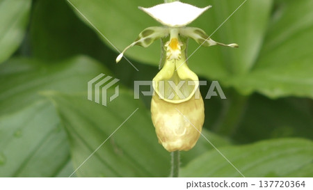 Lady's Lady's flower Lady's Lady's flower 137720364