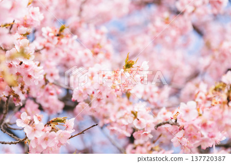Kawazu cherry blossoms blooming under the blue sky Kawazu cherry blossoms blooming under the blue sky 137720387