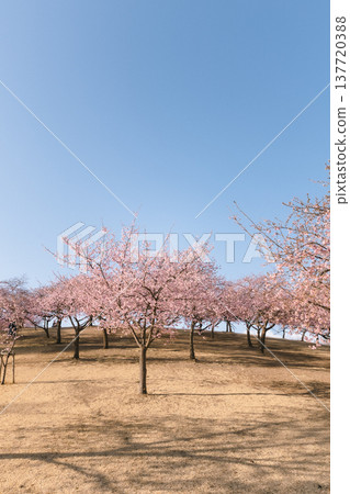 藍天下盛開的櫻花：山坡公園裡的春日美景。 137720388