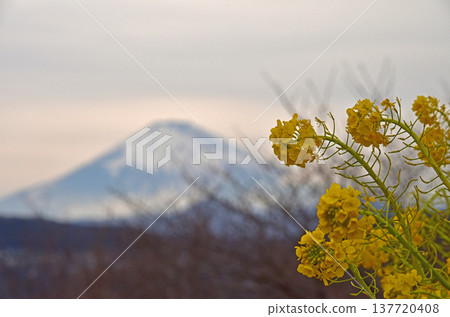 神奈川縣東山公園的油菜花和富士山 神奈川縣東山公園的油菜花和富士山 137720408