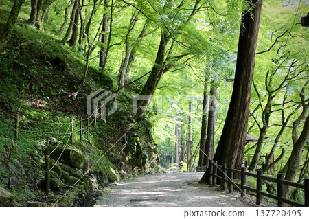 Summer scenery of Korankei Gorge, Aichi Prefecture Summer scenery of Korankei Gorge, Aichi Prefecture 137720495