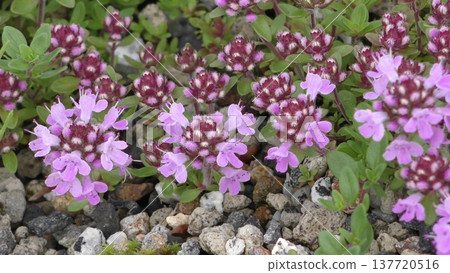 Flower of Ibuki muskou 137720516
