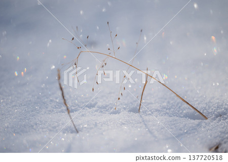 Fresh snow, sparkling, and lovely grass [Nagano Prefecture] 137720518