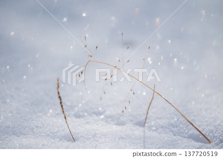 皚皚白雪，閃閃發光，還有美麗的草地 [長野郡] 137720519