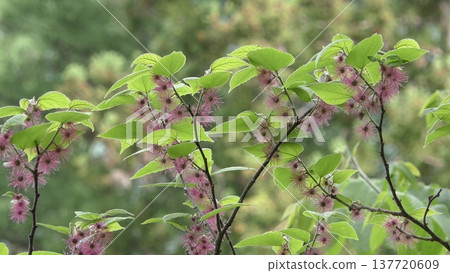 Bamboo flower 137720609