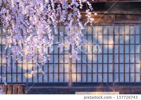[Cherry blossom material] Stage cherry blossoms in Omi Village bathed in the morning sun [Nagano Prefecture] 137720743