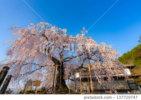 [Cherry blossom material] Stage cherry blossoms in Omi Village bathed in the morning sun [Nagano Prefecture] 137720747