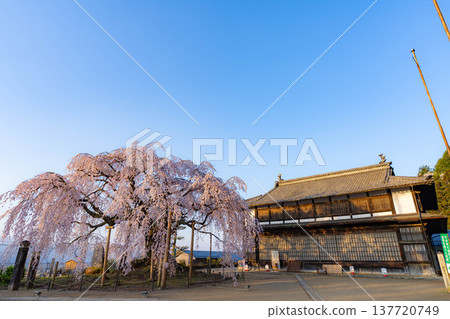 [Cherry blossom material] Stage cherry blossoms in Omi Village bathed in the morning sun [Nagano Prefecture] 137720749