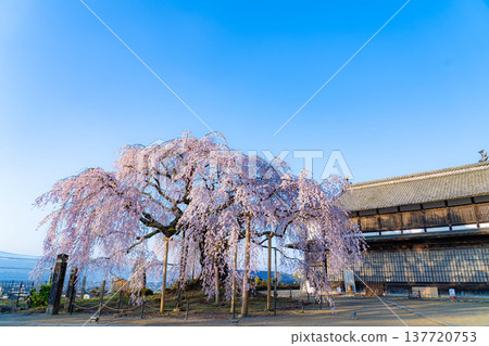 [Cherry blossom material] Stage cherry blossoms in Omi Village bathed in the morning sun [Nagano Prefecture] 137720753