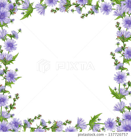 Blooming chicory flowers square frame decoration element watercolor illustration. Hand drawn chicory meadow wildflower frame summer mood rustic design decor isolated on white background Blooming chicory flowers square frame decoration element watercolor illustration. Hand drawn chicory meadow wildflower frame summer mood rustic design decor isolated on white background 137720757