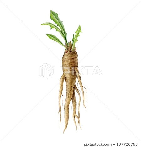 Fresh chicory plant root with small leaves watercolor illustration. Hand drawn Cichorium intybus medicinal wildflower element. Raw fresh chicory herb root isolated on white background 137720763