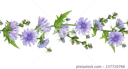 Chicory flowers seamless border decor element watercolor illustration. Hand drawn Cichorium intybus medicinal plant. Blooming chicory meadow wildflower border decoration design on white background Chicory flowers seamless border decor element watercolor illustration. Hand drawn Cichorium intybus medicinal plant. Blooming chicory meadow wildflower border decoration design on white background 137720766