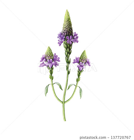 Verbena officinalis herb watercolor illustration. Hand drawn vervain plant vintage style botanical image. Aromatic medicinal verbena herb flowers isolated on white background Verbena officinalis herb watercolor illustration. Hand drawn vervain plant vintage style botanical image. Aromatic medicinal verbena herb flowers isolated on white background 137720767