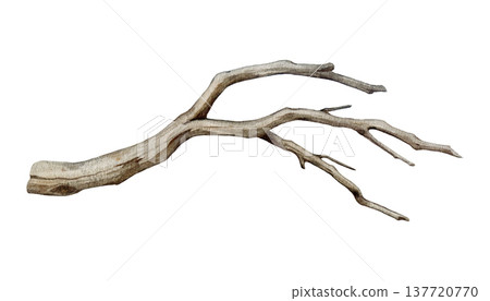 Dry tree branch watercolor illustration. Hand drawn vintage style botanical dry twig natural decor element. Big tree beautifully curved branch isolated on white background Dry tree branch watercolor illustration. Hand drawn vintage style botanical dry twig natural decor element. Big tree beautifully curved branch isolated on white background 137720770