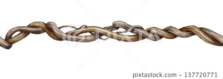 Twisted vine creeper branch seamless border decor element watercolor illustration. Hand drawn liana branch stem element. Natural decor botanical element. Twisted hanging vine tropical plant trunk 137720771