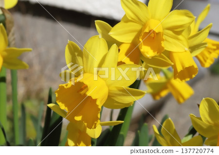 Small yellow daffodil (tetatat) flowers blooming in a garden in early spring 137720774