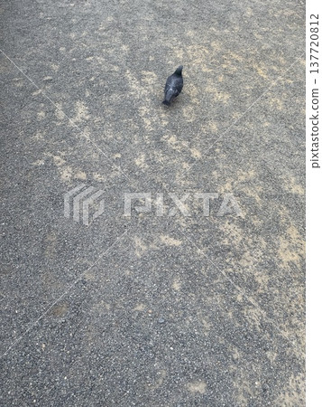 The bird crouching on the ground 137720812