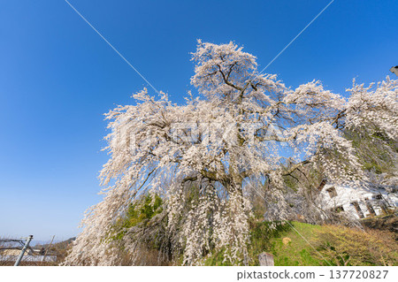 [Cherry Blossom Material] Ishizuka Cherry Blossoms in Omi Village Bathed in the Morning Sun [Nagano Prefecture] 137720827