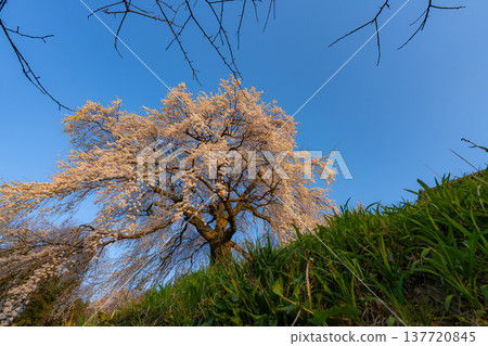 【櫻花素材】沐浴在晨光中的近江村石塚櫻花【長野縣】 【櫻花素材】沐浴在晨光中的近江村石塚櫻花【長野縣】 137720845