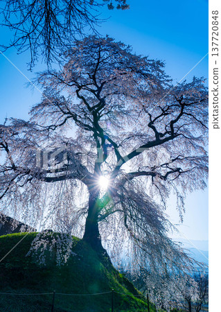 【櫻花素材】沐浴在晨光中的近江村石塚櫻花【長野縣】 137720848