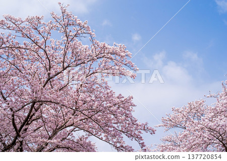 A refreshing blue sky and cherry blossoms in full bloom (Shikagawa Senbonzakura, Yokkaichi City, Mie Prefecture) 137720854