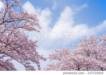 A refreshing blue sky and cherry blossoms in full bloom (Shikagawa Senbonzakura, Yokkaichi City, Mie Prefecture) 137720856