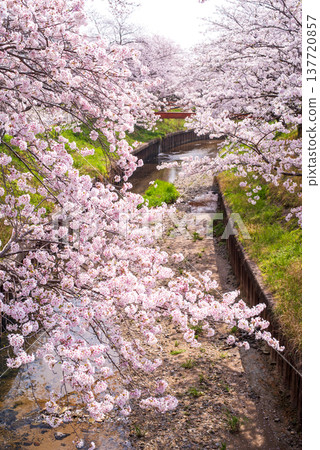 Cherry blossoms in full bloom (Shikagawa Senbonzakura, Yokkaichi City, Mie Prefecture) 137720857