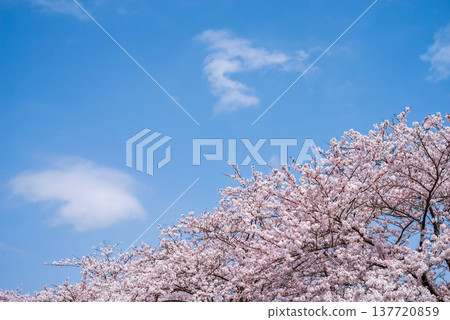 A refreshing blue sky and cherry blossoms in full bloom (Shikagawa Senbonzakura, Yokkaichi City, Mie Prefecture) 137720859