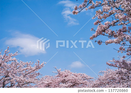 A refreshing blue sky and cherry blossoms in full bloom (Shikagawa Senbonzakura, Yokkaichi City, Mie Prefecture) 137720860