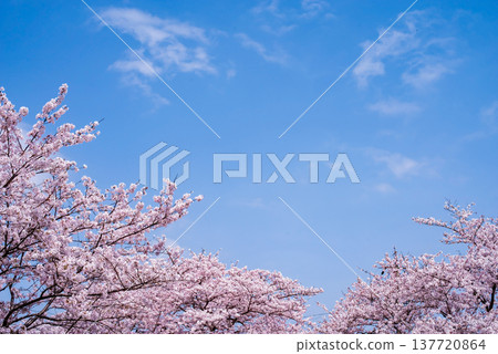A refreshing blue sky and cherry blossoms in full bloom (Shikagawa Senbonzakura, Yokkaichi City, Mie Prefecture) 137720864