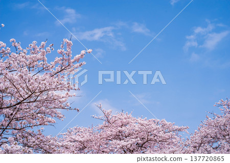 A refreshing blue sky and cherry blossoms in full bloom (Shikagawa Senbonzakura, Yokkaichi City, Mie Prefecture) 137720865