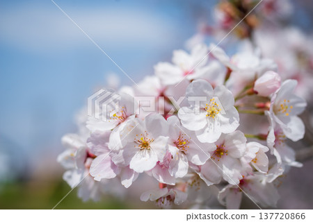 Cherry blossoms in full bloom (Shikagawa Senbonzakura, Yokkaichi City, Mie Prefecture) 137720866