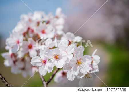 盛開的櫻花(三重縣四日市鹿川千本櫻) 盛開的櫻花(三重縣四日市鹿川千本櫻) 137720868