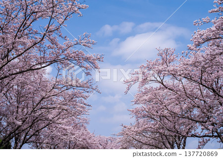 A refreshing blue sky and cherry blossoms in full bloom (Shikagawa Senbonzakura, Yokkaichi City, Mie Prefecture) A refreshing blue sky and cherry blossoms in full bloom (Shikagawa Senbonzakura, Yokkaichi City, Mie Prefecture) 137720869