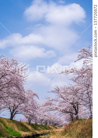 A refreshing blue sky and cherry blossoms in full bloom (Shikagawa Senbonzakura, Yokkaichi City, Mie Prefecture) A refreshing blue sky and cherry blossoms in full bloom (Shikagawa Senbonzakura, Yokkaichi City, Mie Prefecture) 137720872