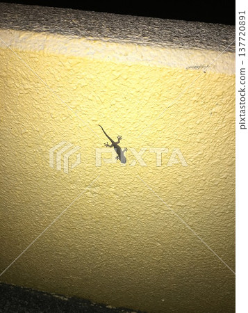 wall, walls, gecko 137720891