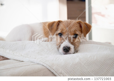 Jack Russell terrier puppy lying on white bed. Cute dog resting on blanket at home. Jack Russell terrier puppy lying on white bed. Cute dog resting on blanket at home. 137721003