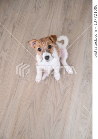 Small Jack Russell terrier puppy sitting on wooden floor looking up. Small Jack Russell terrier puppy sitting on wooden floor looking up. 137721006
