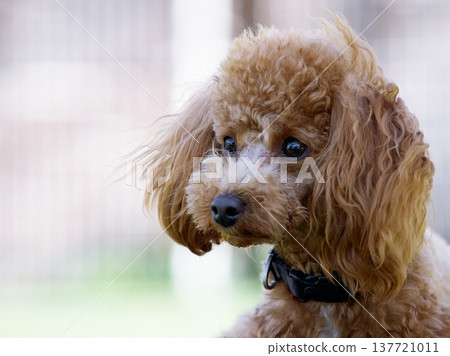 玩具貴賓犬肖像 玩具貴賓犬肖像 137721011