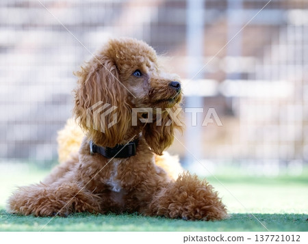 玩具貴賓犬肖像 137721012