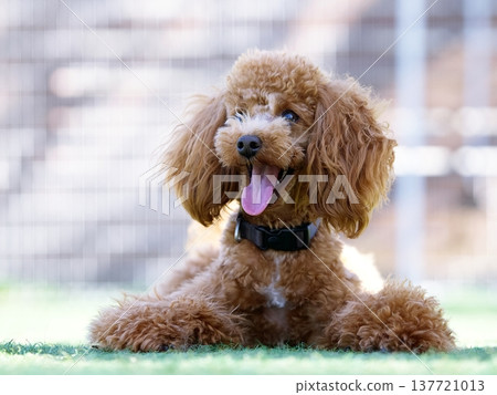玩具貴賓犬肖像 137721013