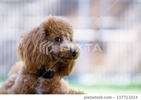玩具貴賓犬肖像 137721014