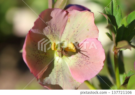 pale reddish-brown Christmas rose flowers blooming in the winter garden pale reddish-brown Christmas rose flowers blooming in the winter garden 137721106