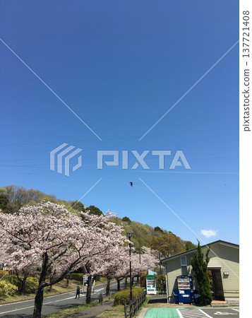 cherry blossom, cherry tree, spring 137721408