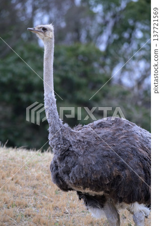 一隻鴕鳥爬到半山腰停了下來,眺望遠方。 一隻鴕鳥爬到半山腰停了下來,眺望遠方。 137721569