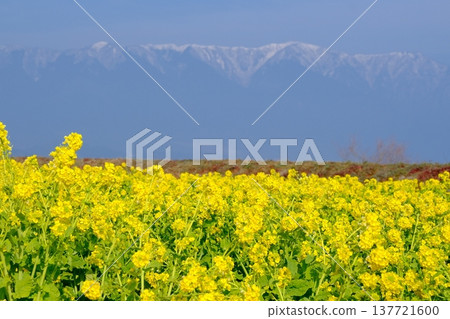 A quintessential early spring scene featuring a field of rapeseed flowers and snow-capped mountains. A quintessential early spring scene featuring a field of rapeseed flowers and snow-capped mountains. 137721600